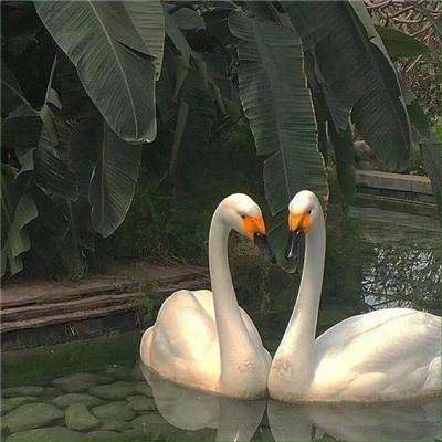 火狐电竞下载手机版